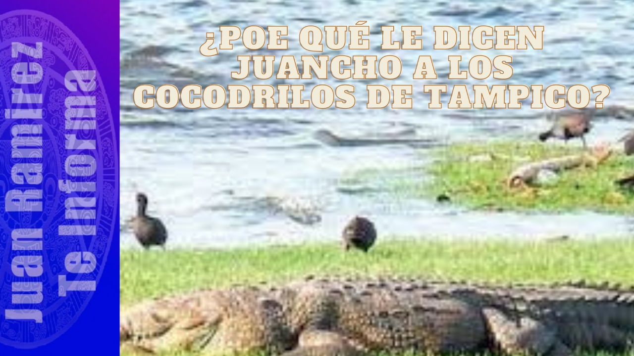 Tampico: la historia del ¿por qué le dicen juancho a los cocodrilos?. -  Juan Ramírez Te Informa